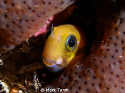 Lyre-Tail Combtooth Blenny by Mark Tarsh 